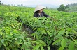 Mô hình trồng nghệ xen cao su cho thu nhập cao 